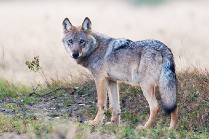 Das ist nicht Kurti, sondern ein Beispielfoto. Es zeigt einen vermutlich namenlosen Wolf in der Lüneburger Heide.  Foto: Jürgen Borris/NABU